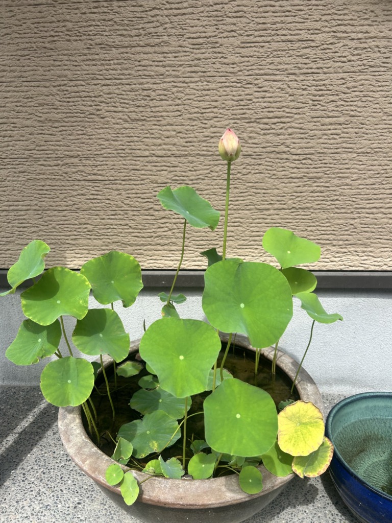 蓮のつぼみ