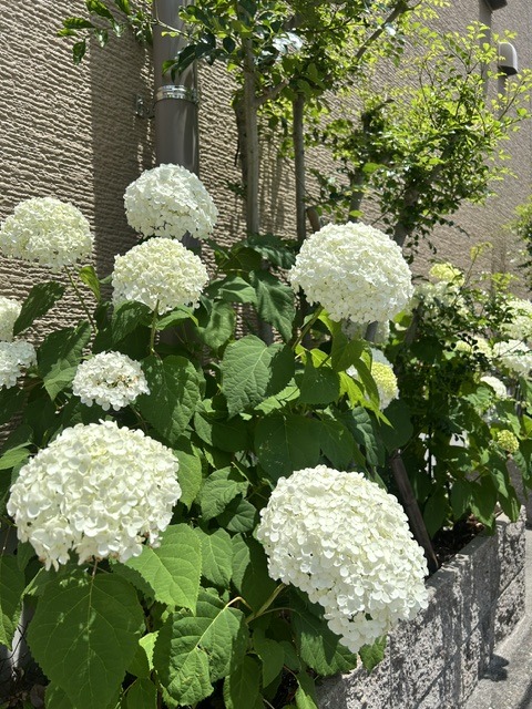 水無月