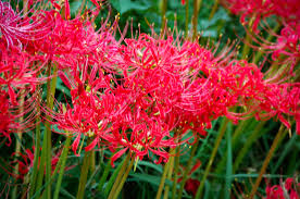 彼岸花・曼珠沙華